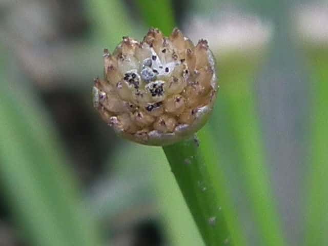 �q���n�m�C�k�m�q�Q