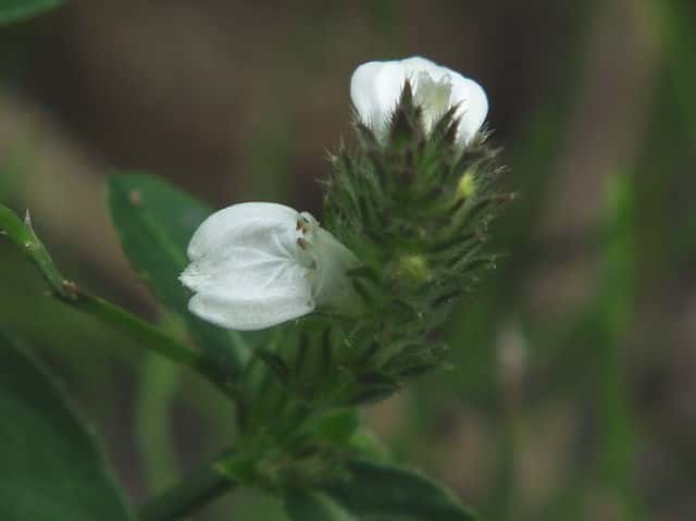 �V���o�i�L�c�l�m�}�S