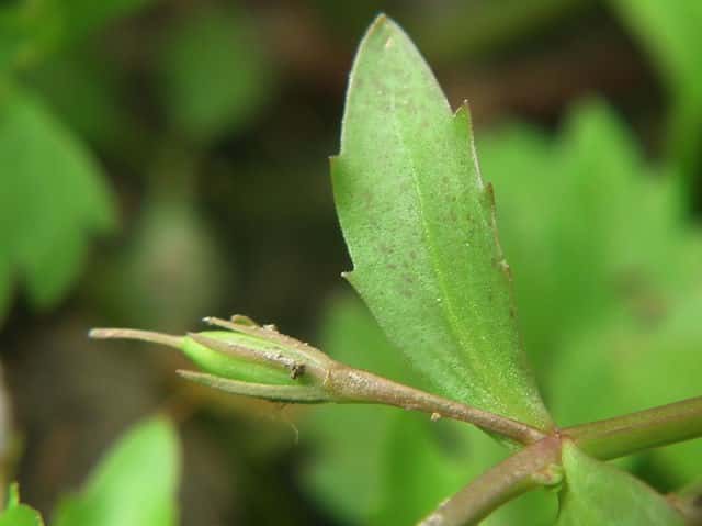 �A�����J�A�[�i