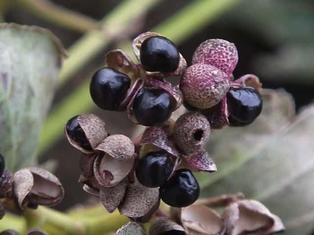 �J���X�U���V���E