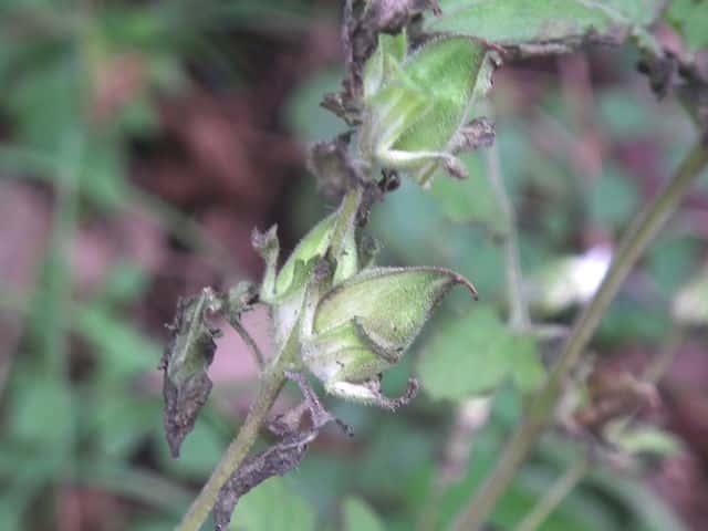 �R�V�I�K�}