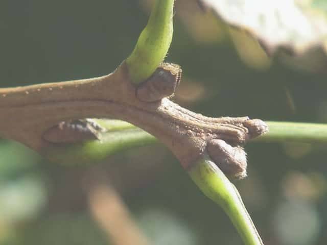 ���N�Q���W