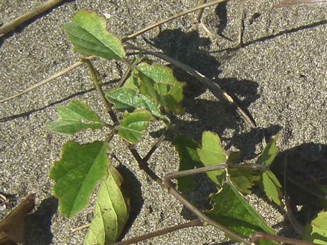 �n�}�i�^�}��