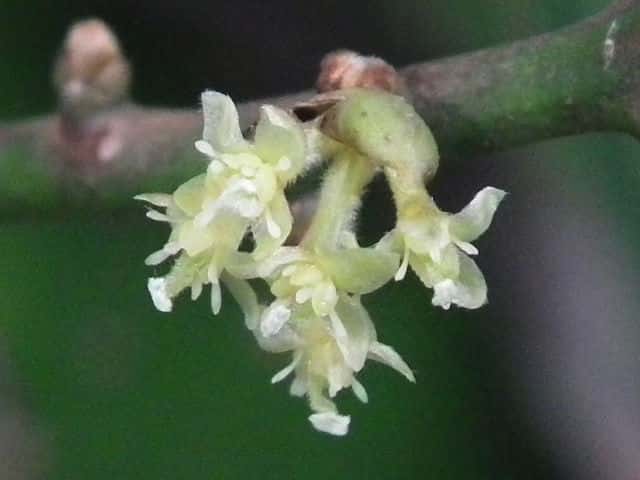 �V���_��