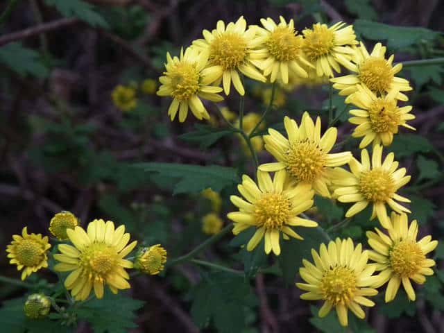 �L�N�^�j�M�N