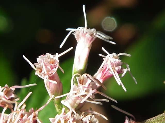 �T�P�o�q���h��