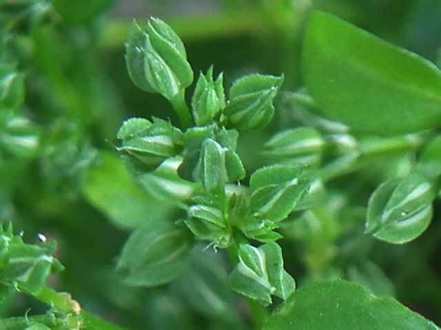 ���c�o�n�R�x