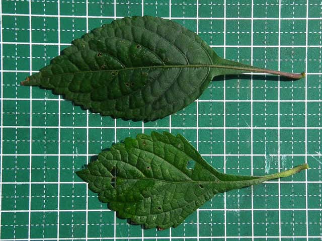 �A�L�`���E�W�ƃ��}�n�b�J