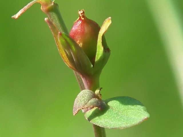 �R�P�I�g�M��