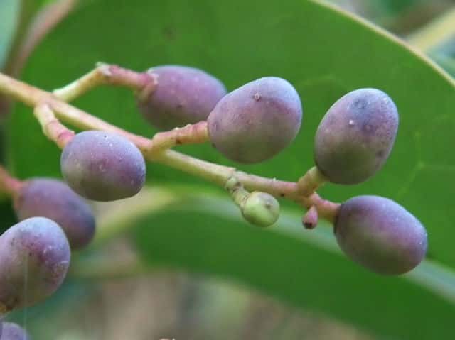 トウネズミモチ