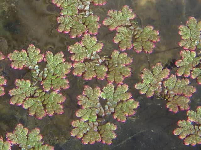 ニシノオオアカウキクサ