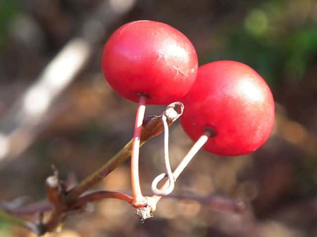 �T���g���C�o��