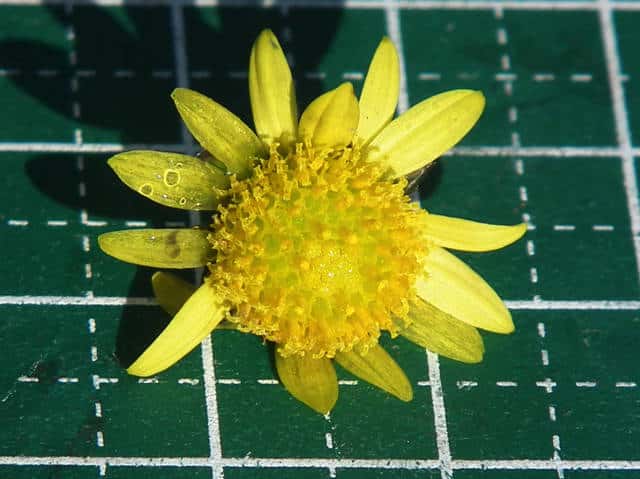 シマカンギク花