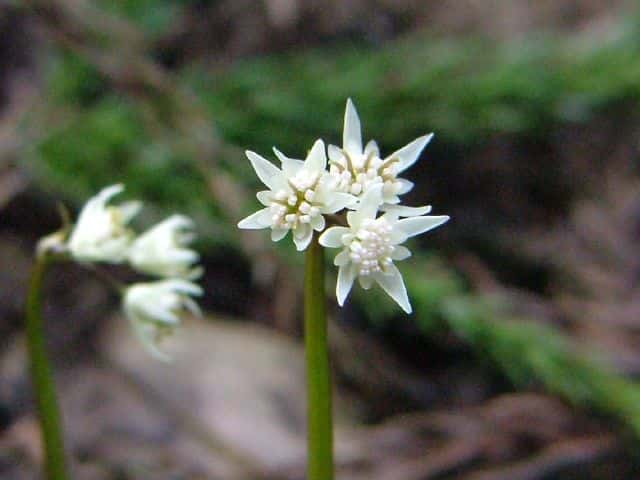 セリバオウレン