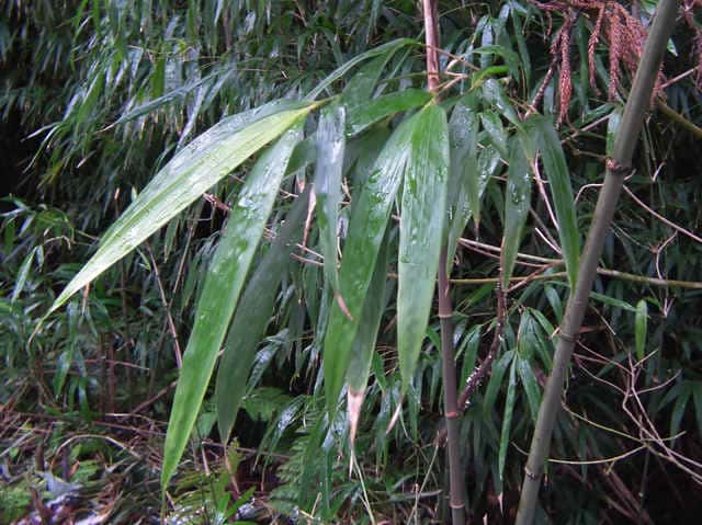 �V�z�E�`�N