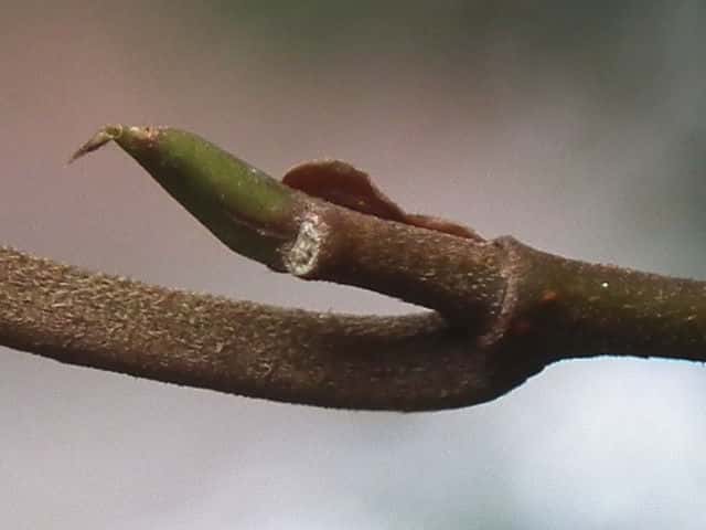 �C�^�r�J�Y��