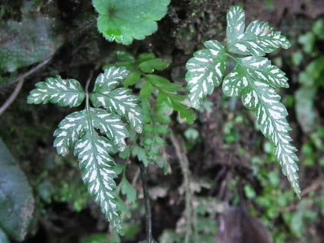 �I�I�o�m�n�`�W���E�V�_