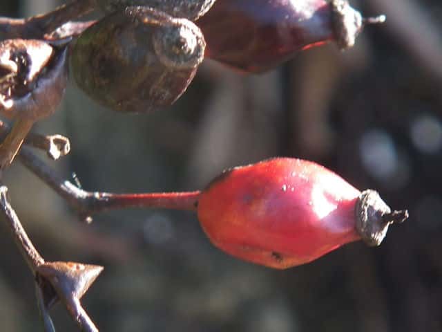 �e���n�m�C�o��