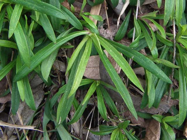 �J�����i�f�V�R