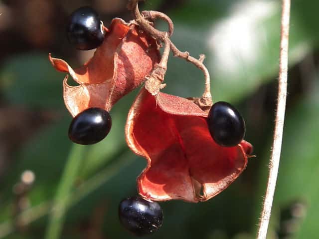 �g�L���}��