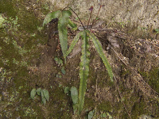 �~�c�f�E���{�V