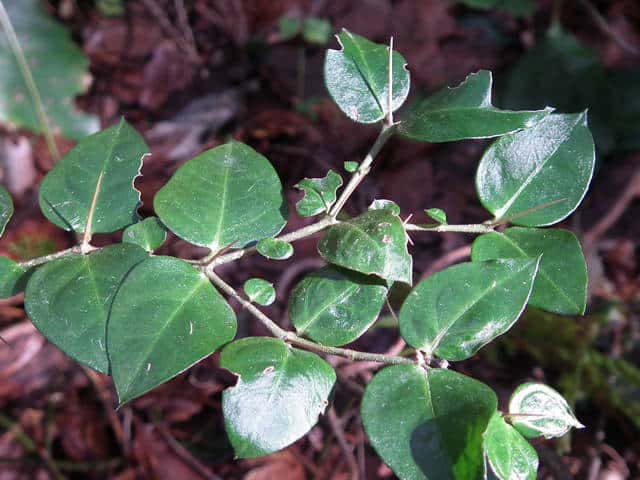 �I�I�A���h�I�V