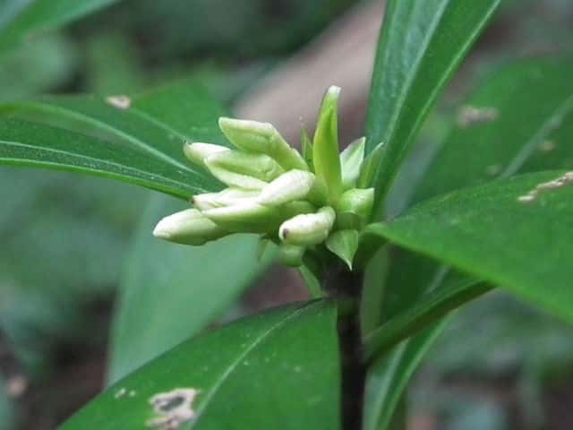 �R�V���E�m�L