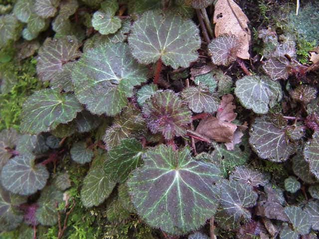 ���L�m�V�^