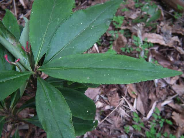 �J���^�`�o�i