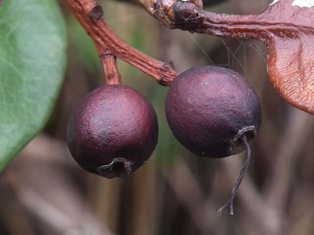 �V�������o�C