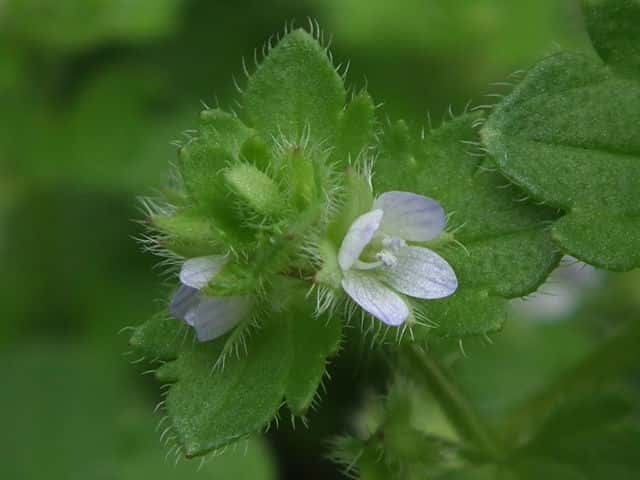 �t���T�o�\�E