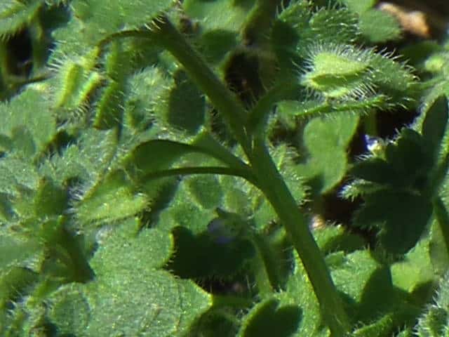 フラサバソウ果実