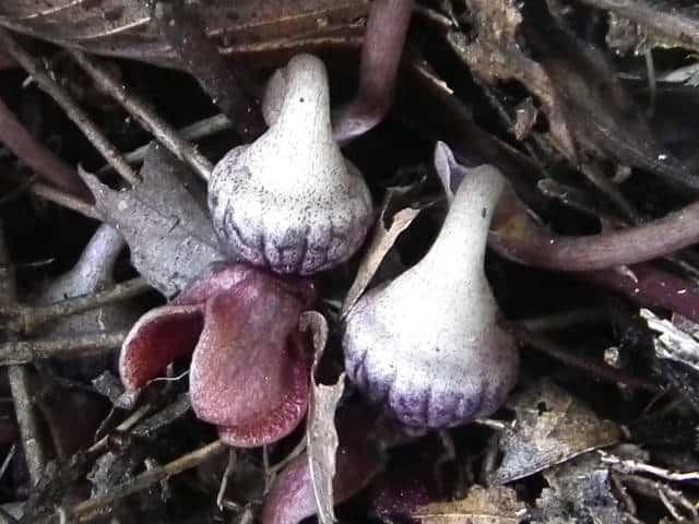 �~���R�A�I�C