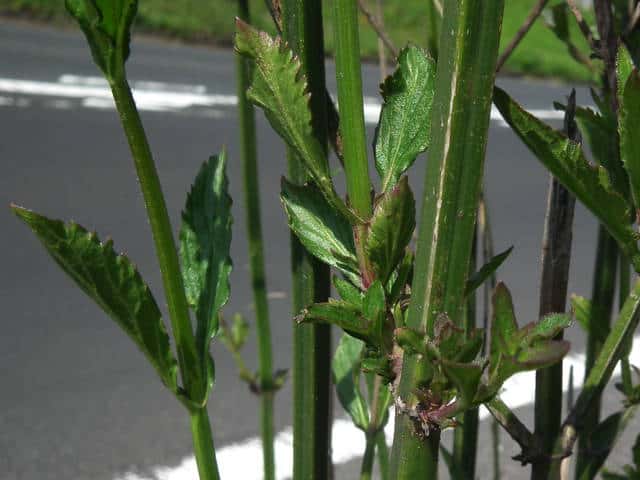 �A���`�n�i�K�T