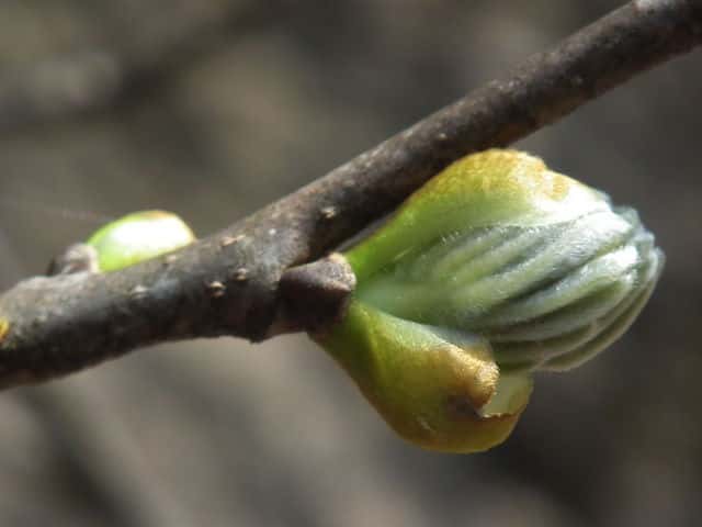 �C�k�G���W��