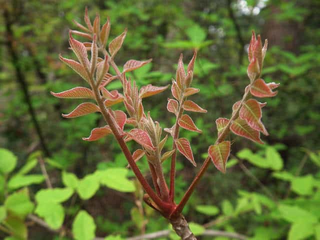 ���}�E���V