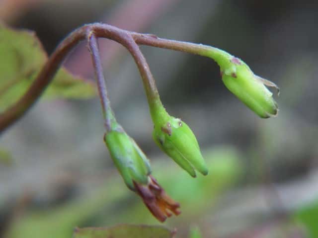 �R�I�j�^�r���R