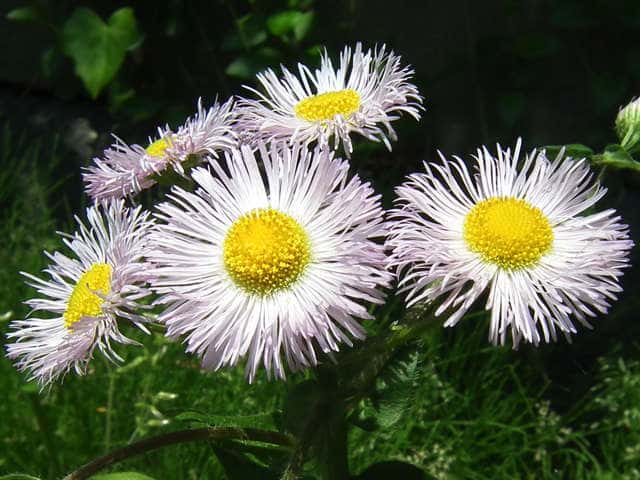 �n���W�I��