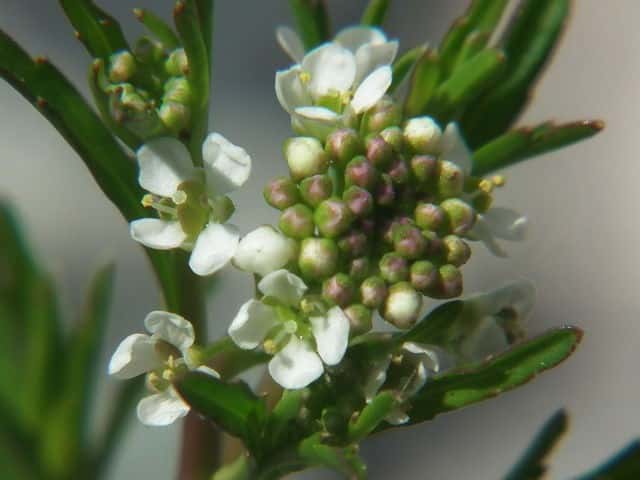 �}���O���o�C�i�Y�i