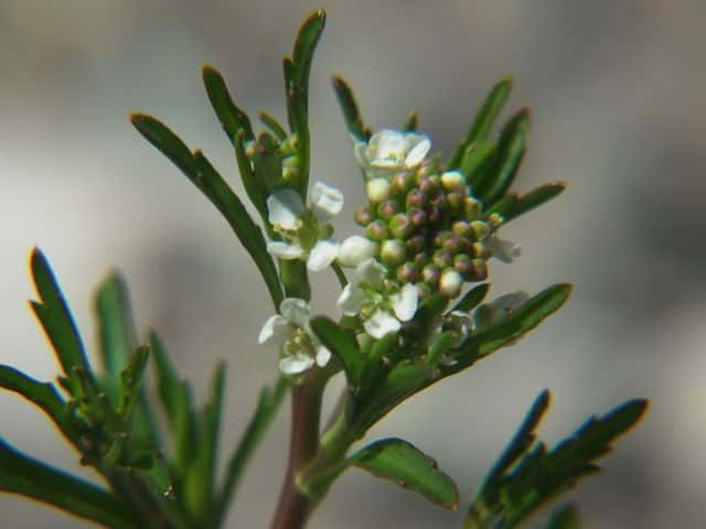 マメグンバイナズナ