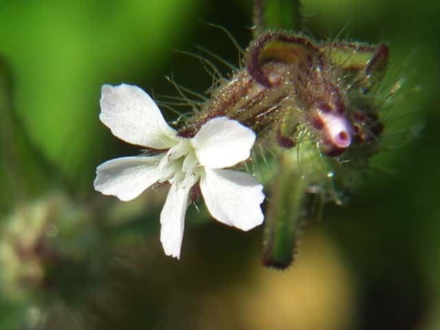 �V���o�i�}���e�}