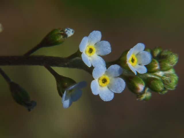 �L���E���O�T