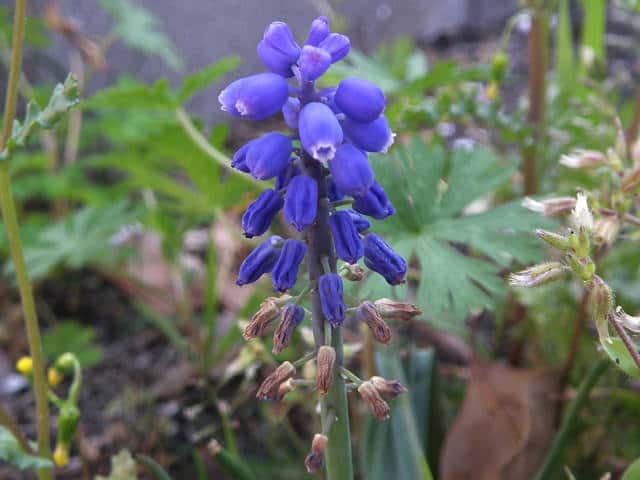 ���X�J��