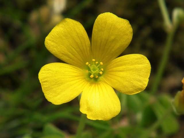 オッタチカタバミ