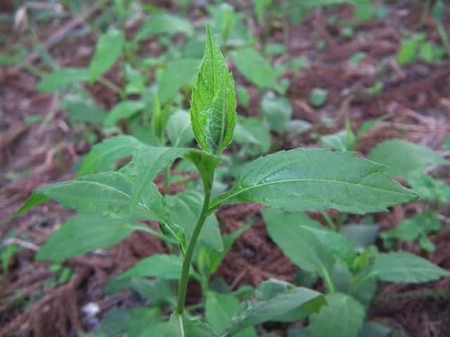 ���ł��傤