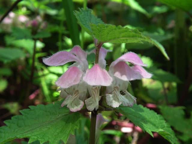 �I�h���R�\�E