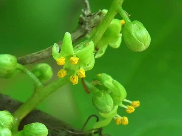 �c�^�E���V