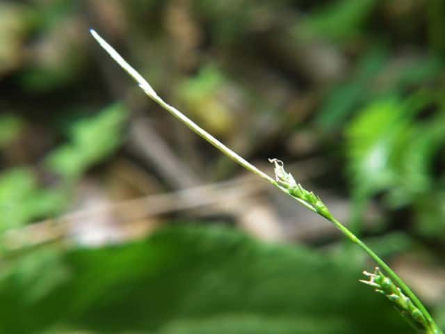 �_�C�Z���X�Q