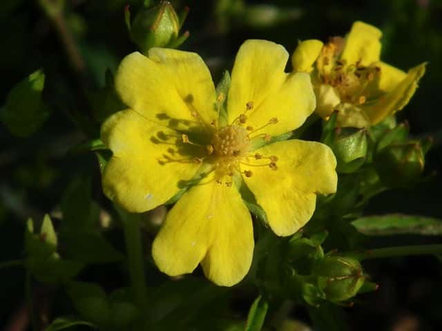 �I�w�r�C�`�S