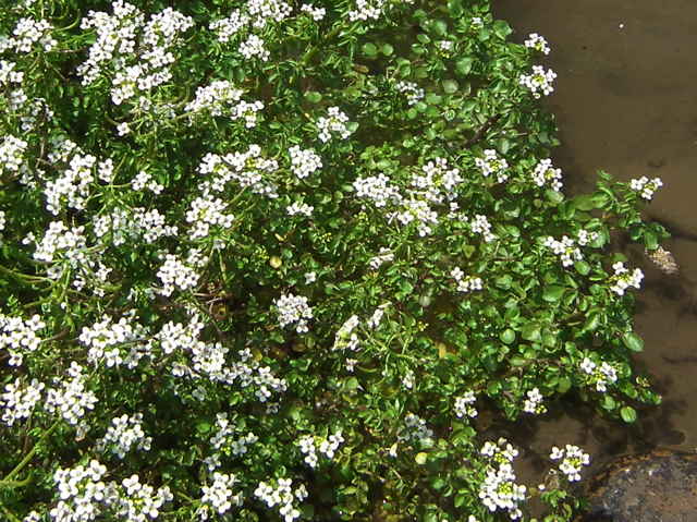 オランダガラシ